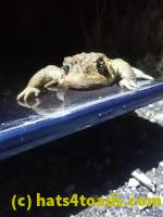 /home//u458753944/public_html/sourcegallery//Roxborough Toad Detour/2021/2021-04-10/P4100246.JPG
